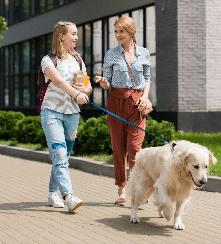 Certified Support Dog in School accompanying its student handler and a teacher.