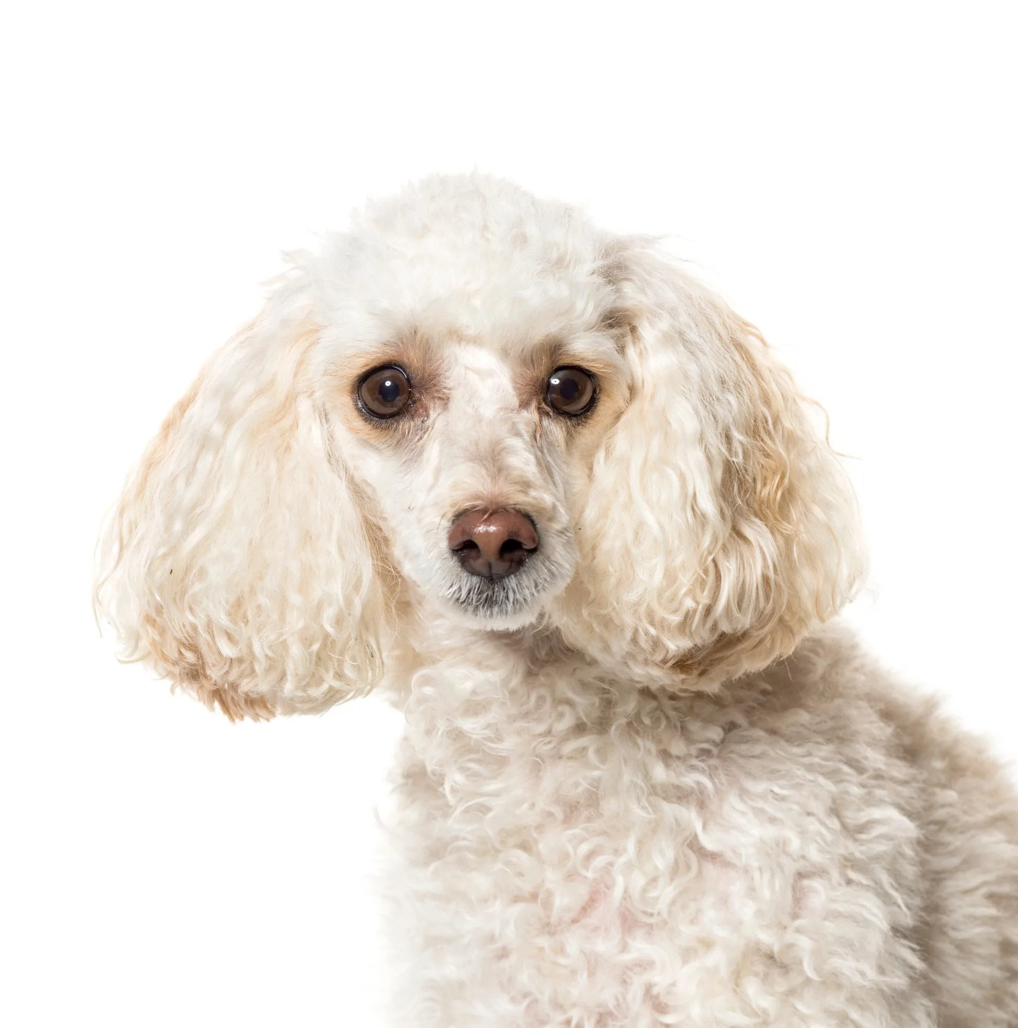 Close-up of a white Poodle Dog, cut out