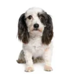 harvanese bichon, 4 years old, in front of white background, stu