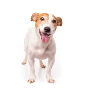 jack russell terrier, isolated on white background at studio