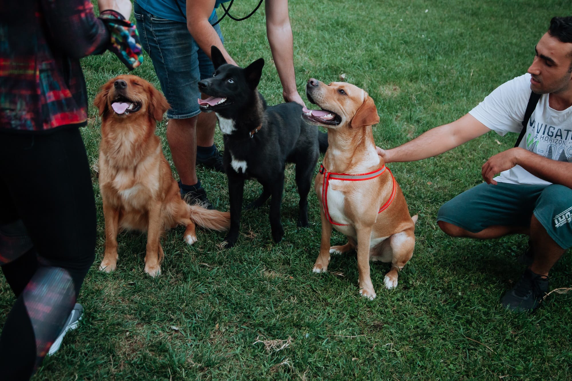 Training a dog