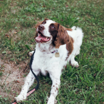 Happy dog lying on grassy field.