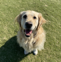 Golden retriever smiling on green grass