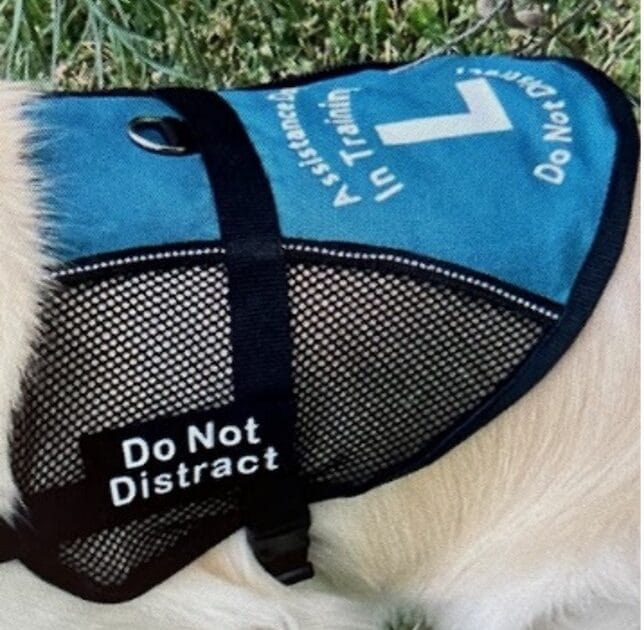 Service dog wearing a blue vest in training.