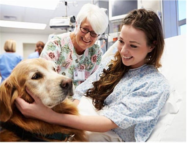 Patient in hospital bed with therapy dog visit.