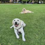 Two dogs relaxing on green grass in park