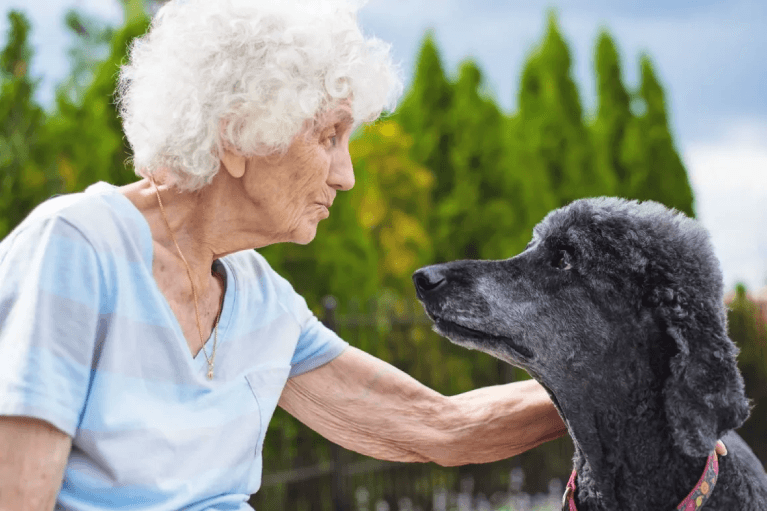 Certified Support Dog Training Paws For Support
