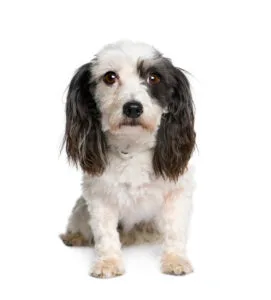 harvanese bichon, 4 years old, in front of white background, stu