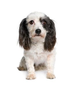 harvanese bichon, 4 years old, in front of white background, stu