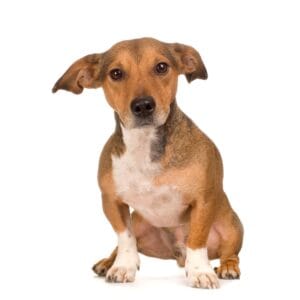 Jack russel