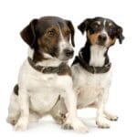 Jack russel