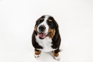 studio shot of berner sennenhund puppy on white studio background