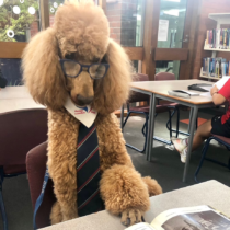 Poodle with glasses in library reading a book.