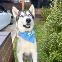 Siberian Husky wearing blue bandana in garden